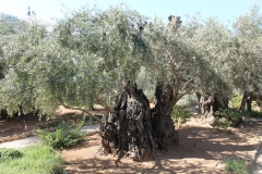 Getsemanská zahrada