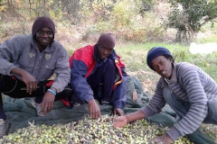 Sklizeň oliv s uprchlíky na Sicílii
